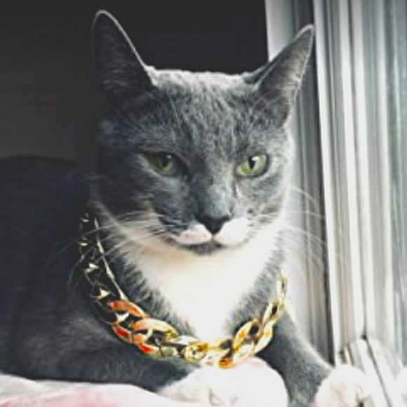 🎉HP🎉Y2K Hip hop Fashion Chain Dog Collar - Picture 9 of 11